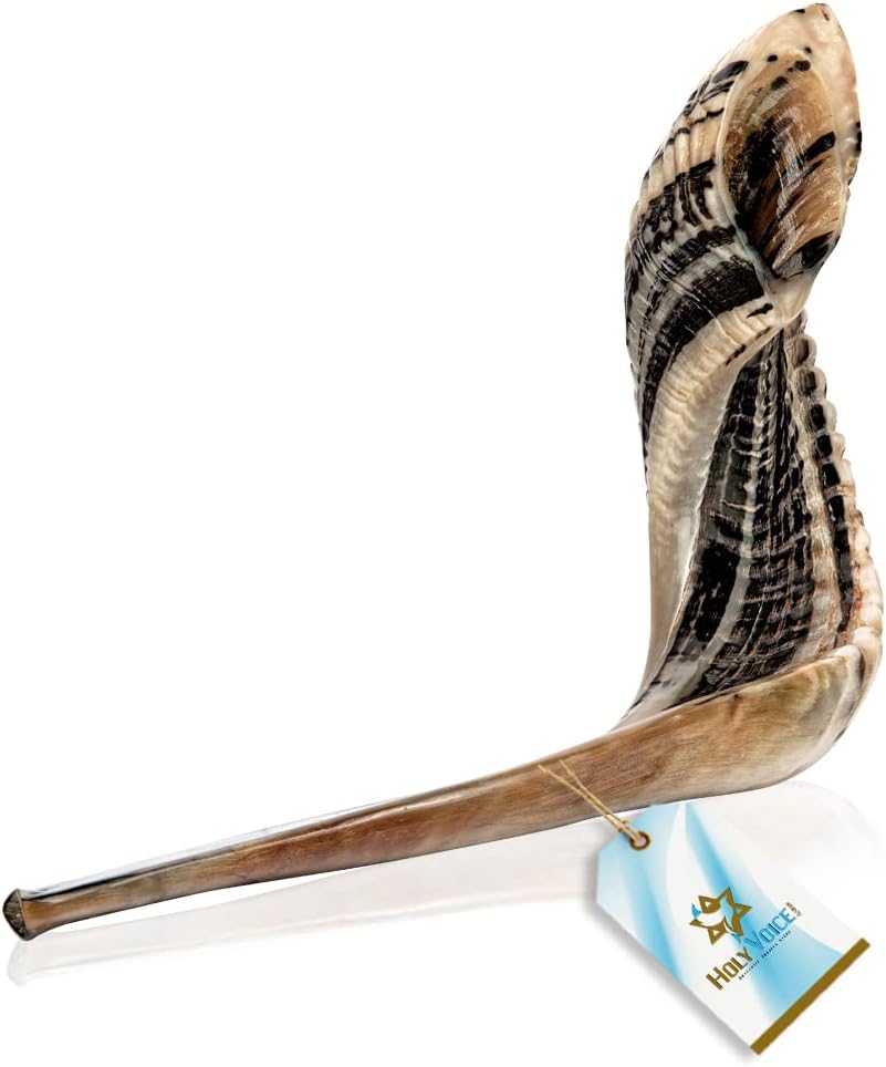 Holy Voice Bocina Kosher Ram Shofar de Israel de 22 a 24 pulgadas,...