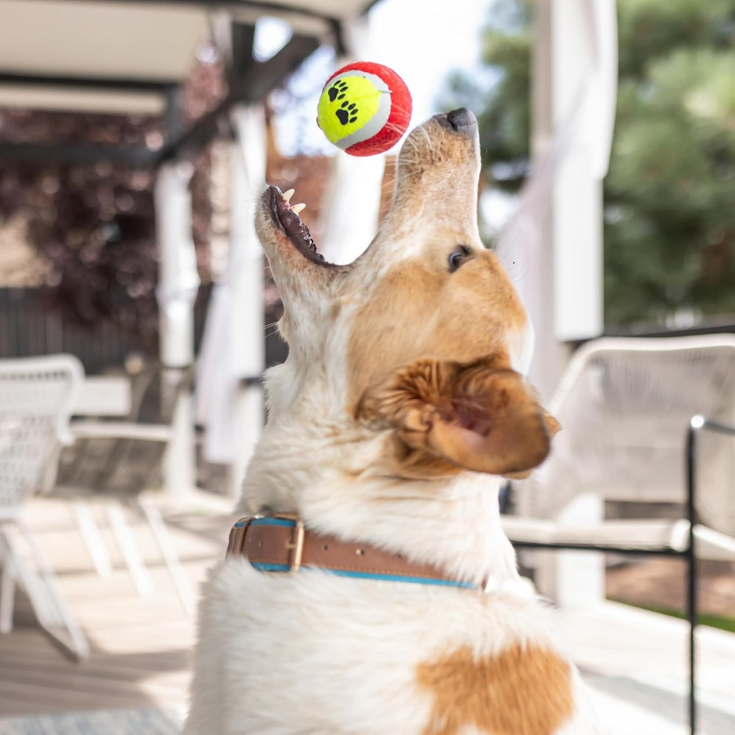 Paws For Reaction Cesta de regalo para cachorros \u2013 Kit de inic...