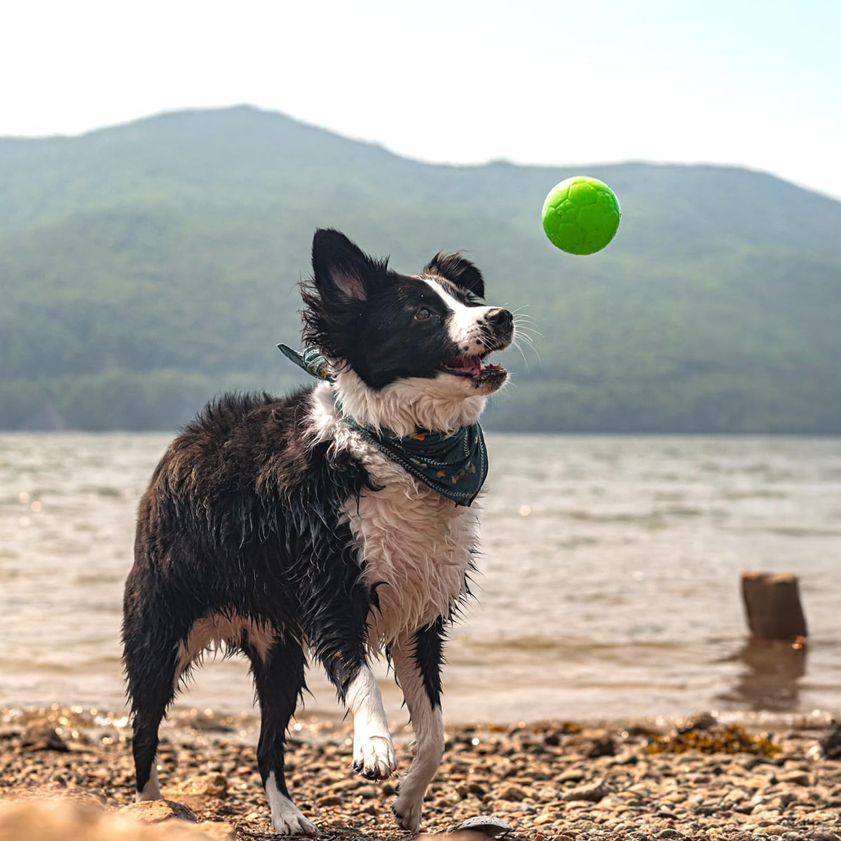 Juguete para perros Jolly Pets - Pelota de fútbol flotante y rebota...