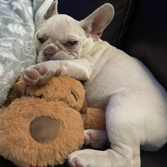 SmartPetLove Original Snuggle Puppy Essentials Kit de Inicio \u2013...