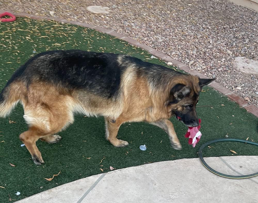 Jalousie Paquete de 5 juguetes chirriantes para perros sin relleno...