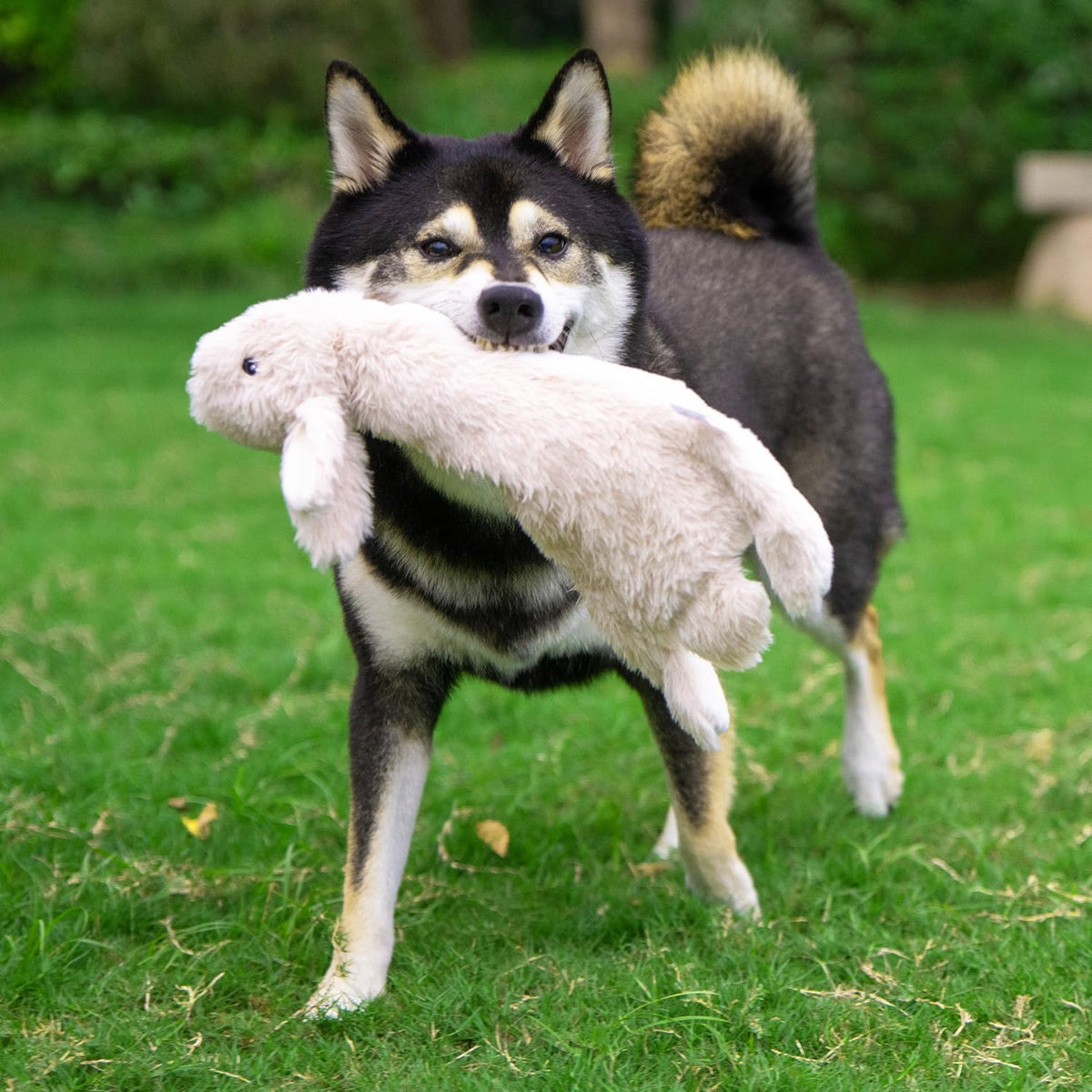Best Pet Supplies Juguetes chirriantes para perros con tela suave y...