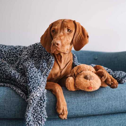 Snuggle - Juguete de ritmo cardíaco para cachorros, 6 paquetes de c...