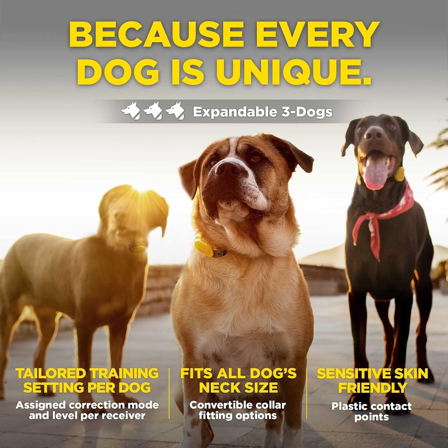 Dogtra CUE Amarillo \u2013 Collar electrónico para perros con contr...