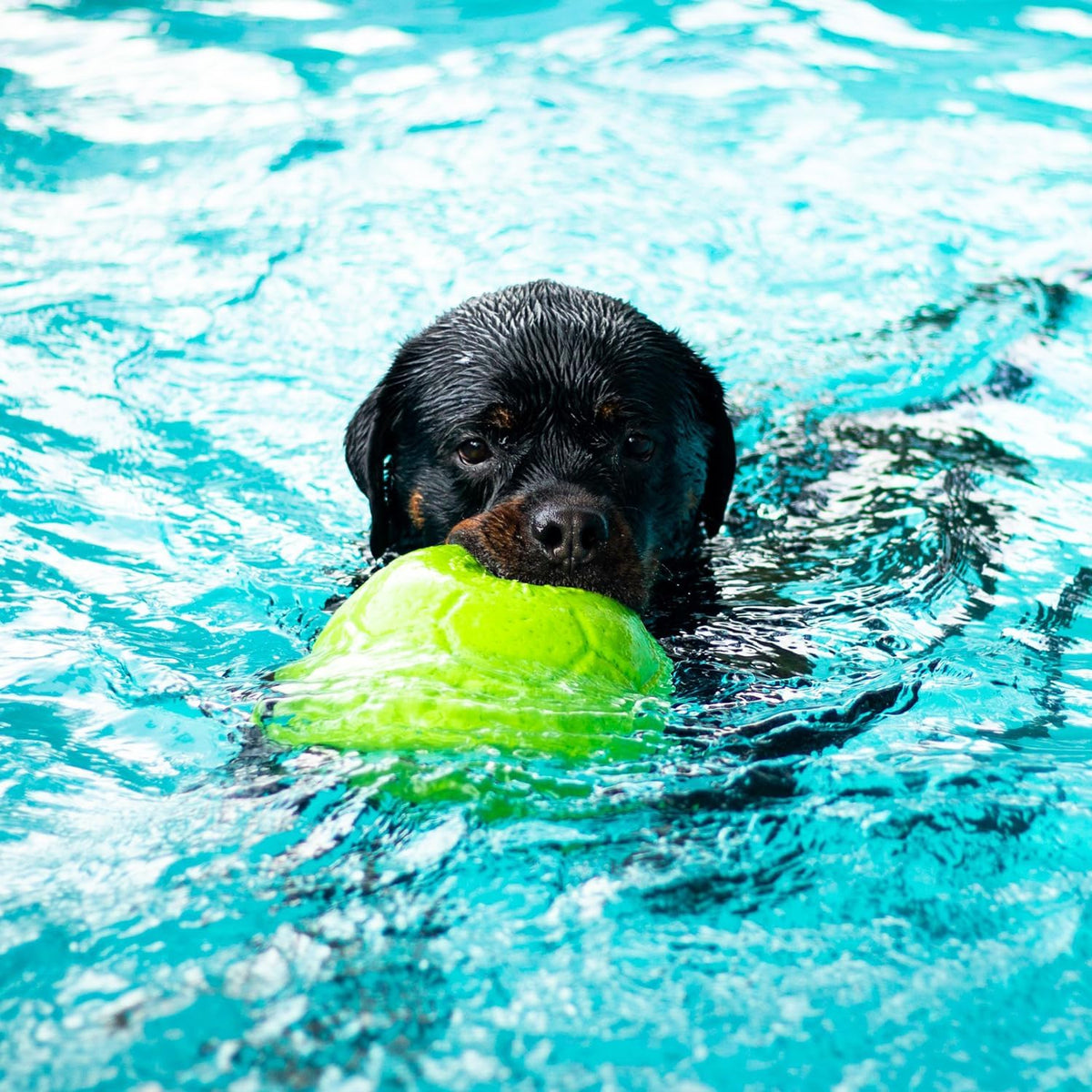 Jolly Pets Pelota de Fútbol Jolly Grande Flotante-Rebotante Juguete...