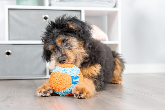 Pelota para interior, Variados | Juguete interactivo para perros di...