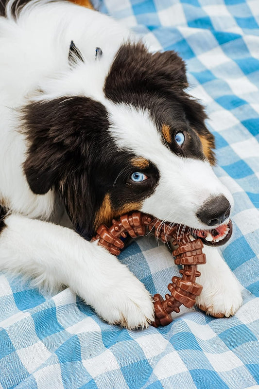 Nylabone - Anillo texturizado para masticar, juguete para perros gr...