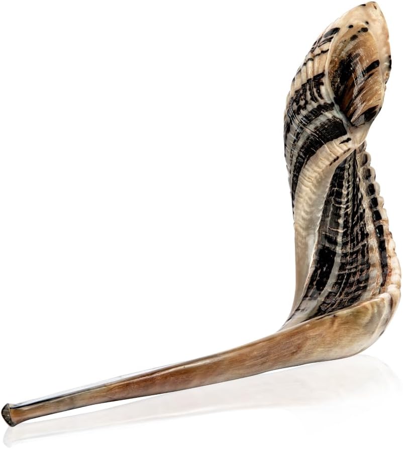 Holy Voice Bocina Kosher Ram Shofar de Israel de 12 a 14 pulgadas,...