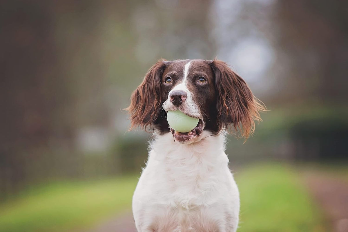 Chuckit! Fetch Pack Pelotas para Perros - Juguetes Interactivos par...