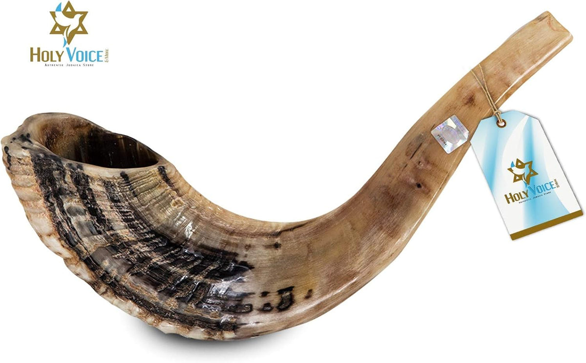 Holy Voice Bocina Kosher Ram Shofar de Israel de 14 a 16 pulgadas,...
