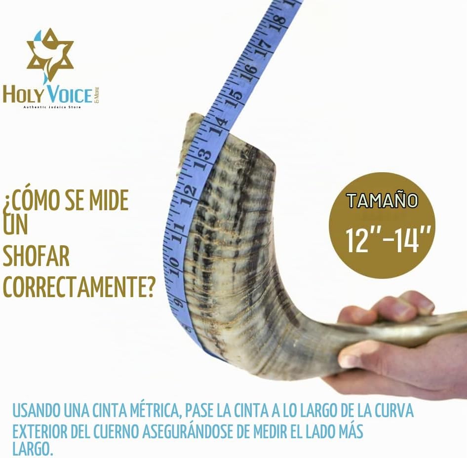 Holy Voice Bocina Kosher Ram Shofar de Israel de 12 a 14 pulgadas,...
