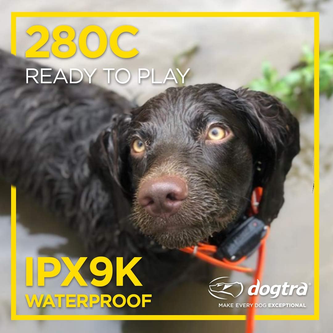 Dogtra 280C Collar E-perro impermeable con pantalla LCD de control...