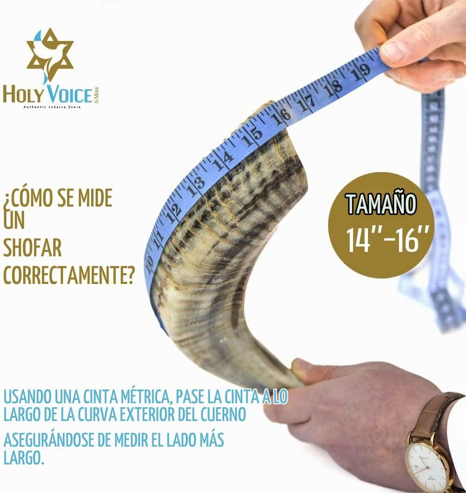 Holy Voice Bocina Kosher Ram Shofar de Israel de 14 a 16 pulgadas,...