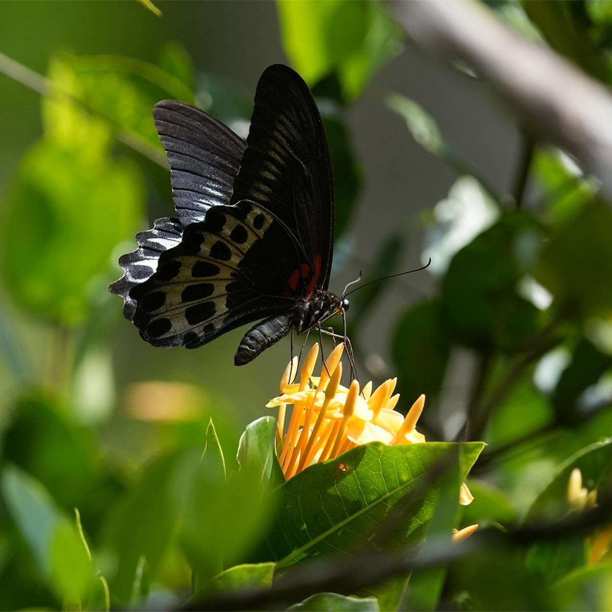 Sony Alpha 6700 \u2013 APS-C - Cámara con lente intercambiable con...