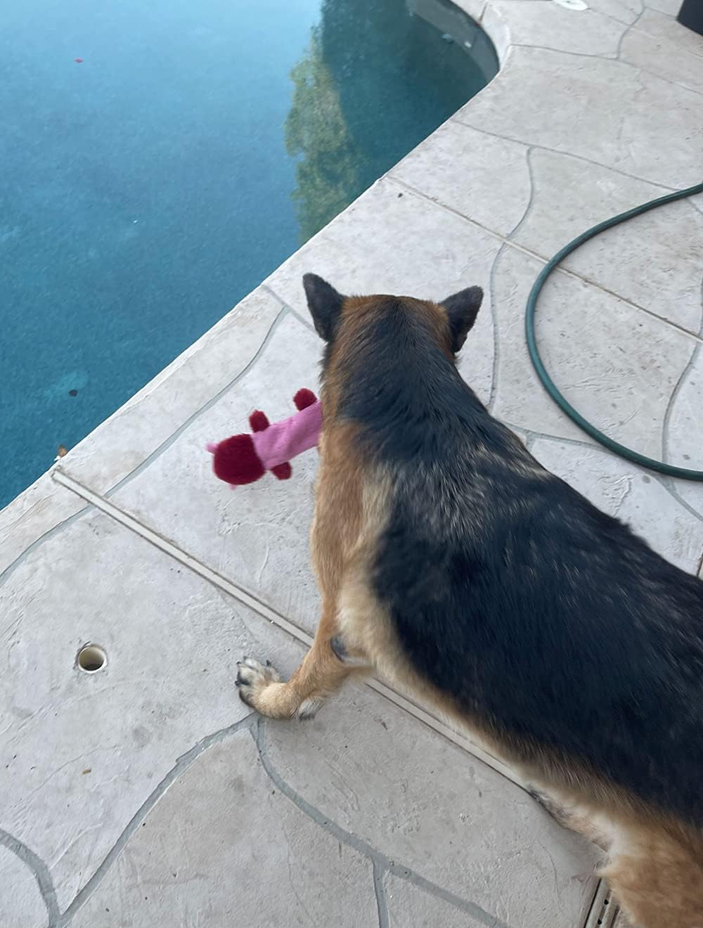 Jalousie Paquete de 5 juguetes chirriantes para perros sin relleno...