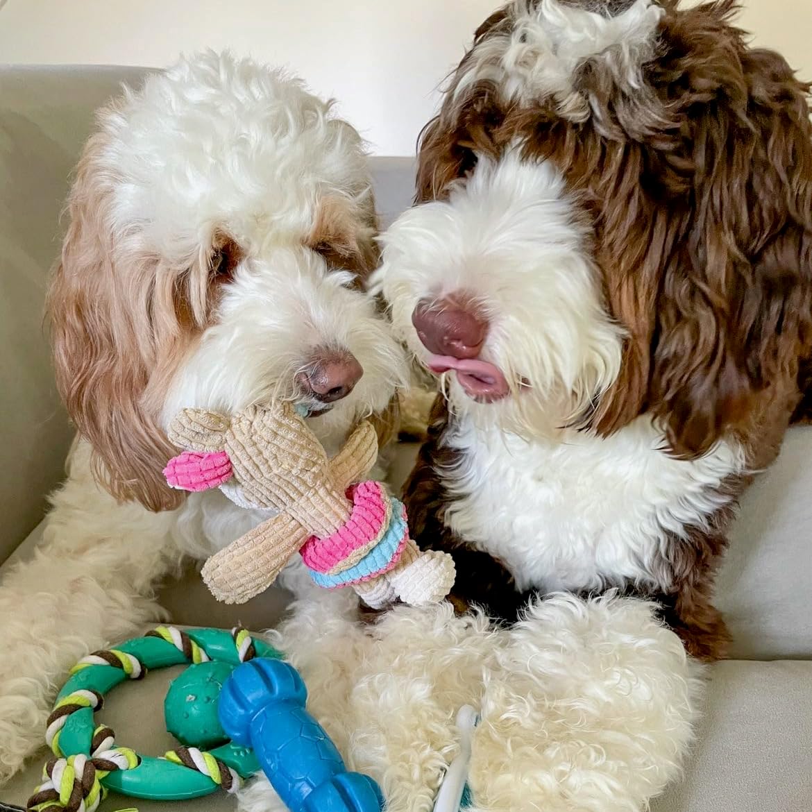 Rocket &amp; Rex, juguetes masticables para perros y cachorros. Lim...