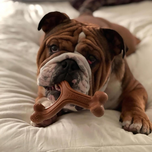 Nylabone Power Chew - Juguete masticable para perros de Wishbone de...