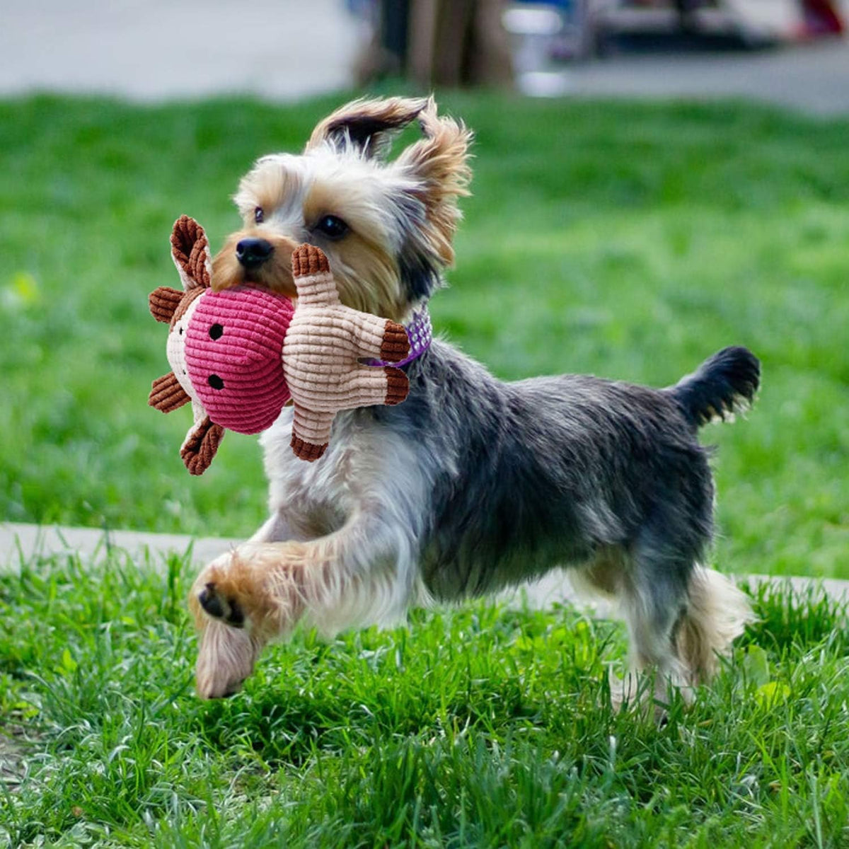 Toozey Paquete de 7 juguetes para perros pequeños, juguetes de dent...