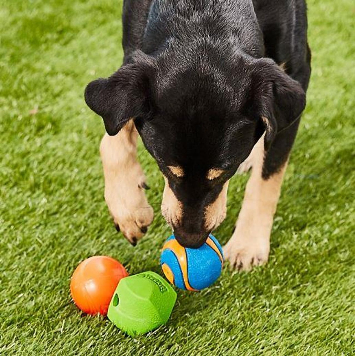 Chuckit! Fetch Pack - Pelota de juguete para perros, tamaño mediano...