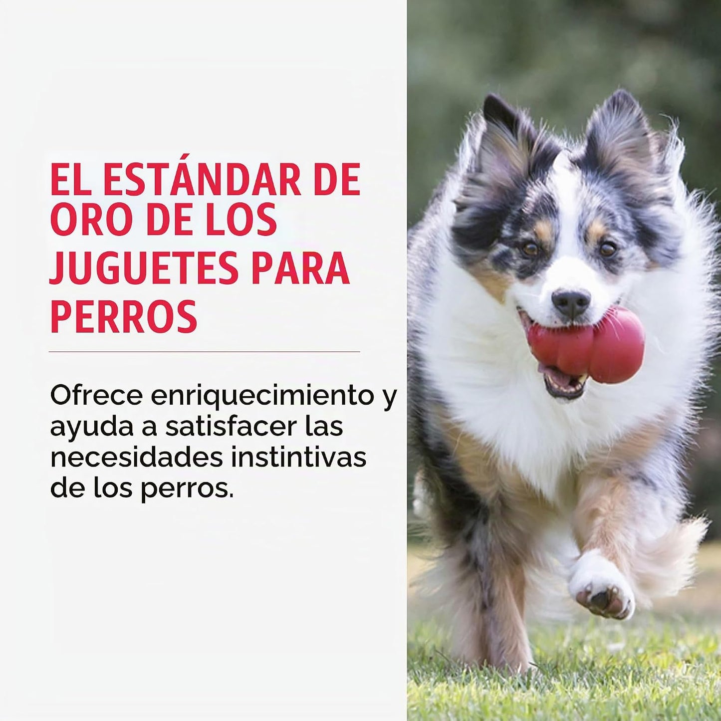 Juguete masticable clásico KONG para perros - Juguete para buscar y...