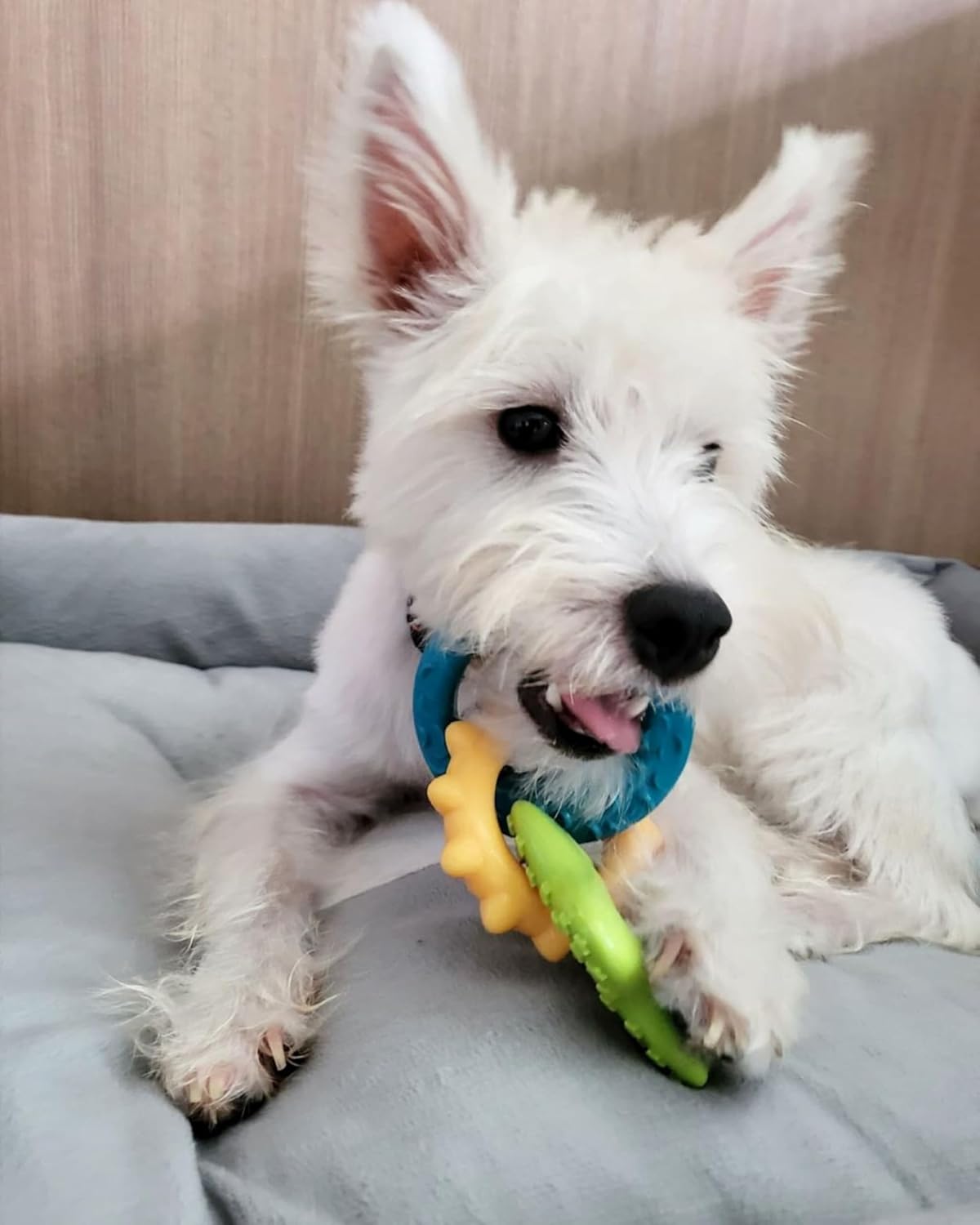 Nylabone Paquete de juguetes masticables y golosinas para cachorros...