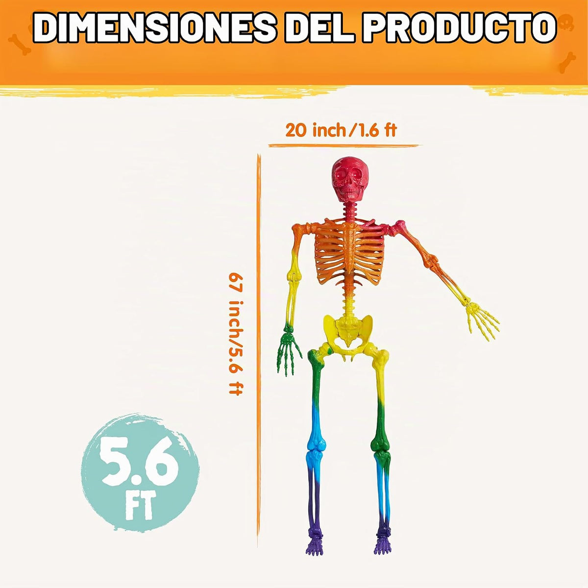 JOYIN Esqueleto de Halloween de tamaño real de 5.6 pies, huesos rea...
