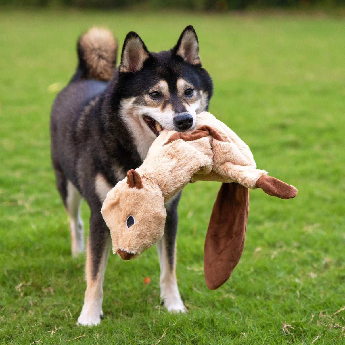 Best Pet Supplies Juguetes chirriantes para perros con tela suave y...