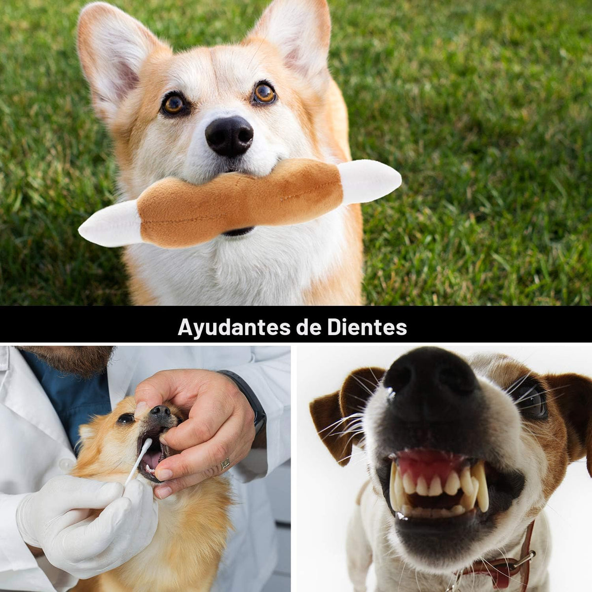 Nocciola Juguetes chirriantes para perros, juguetes de peluche para...