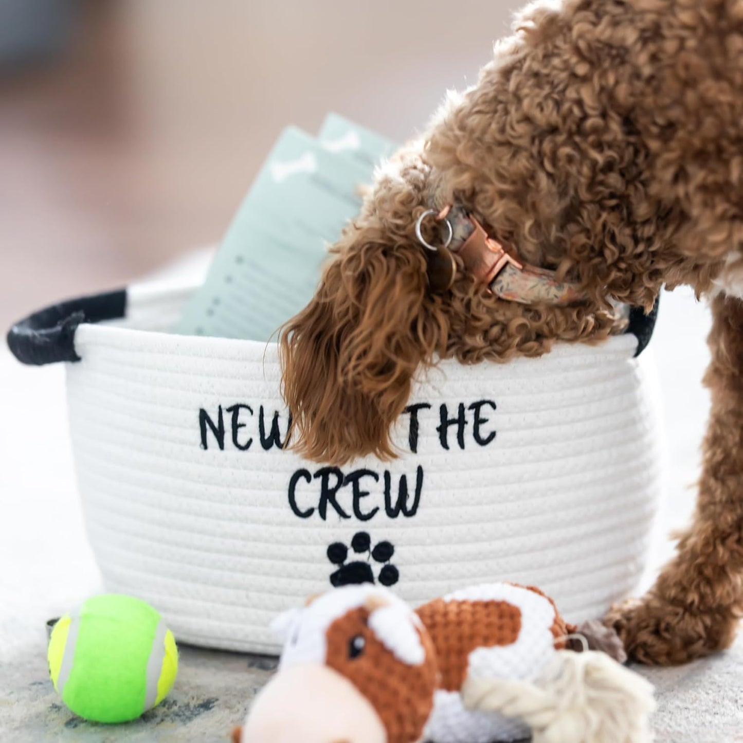 Paws For Reaction Cesta de regalo para cachorros \u2013 Kit de inic...