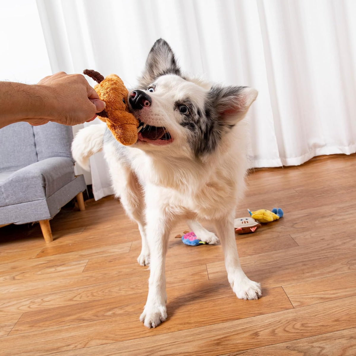 DODODOLA 4 piezas de juguetes para perros con relleno para perros p...