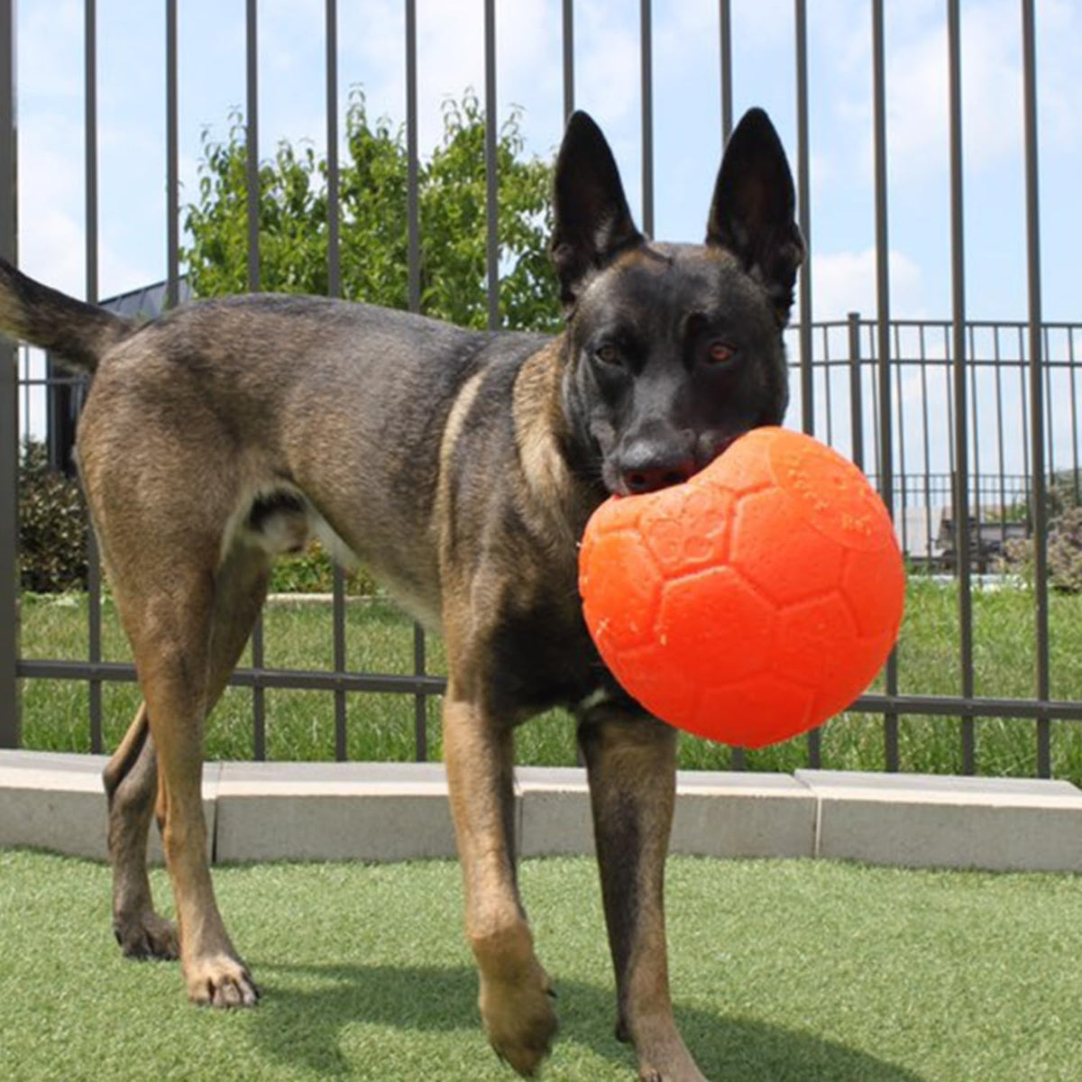 Juguete para perros Jolly Pets de gran pelota de fútbol flotante y...