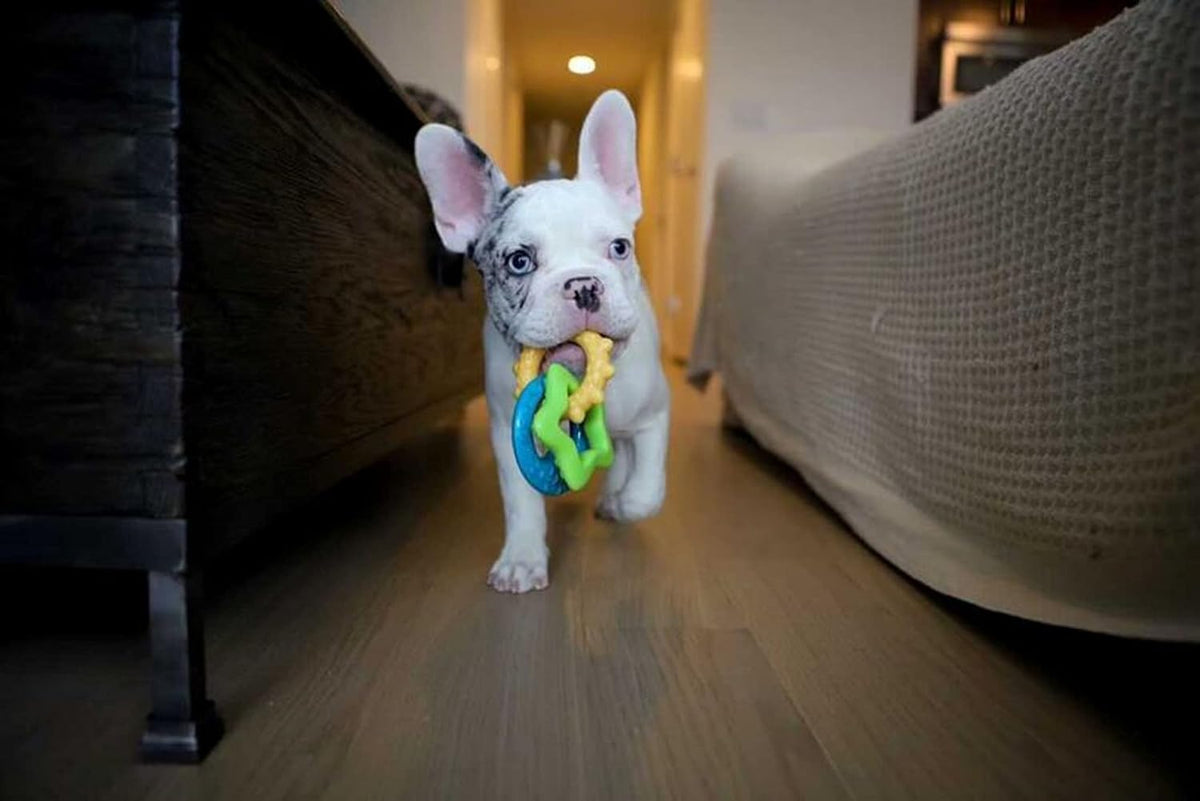 Nylabone Set básico para cachorro Puppy Chew Toys Juguete para masc...