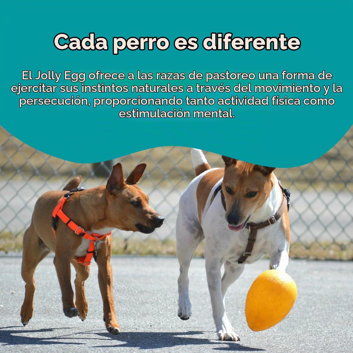 Juguete Jolly Egg para perros de Jolly Pets, 12 Pulgadas\/Grande, A...