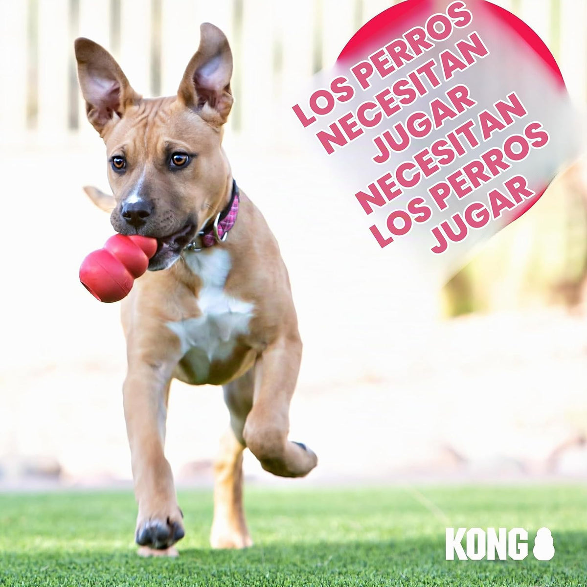 KONG Flyer, disco volador de goma natural, para perros pequeños (pa...