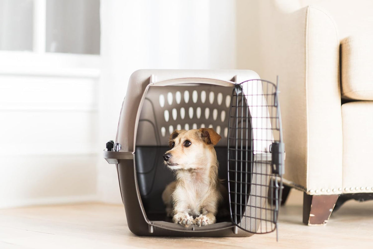 Petmate Jaulas para Perros Pequeños y Transportadores para Gatos, P...