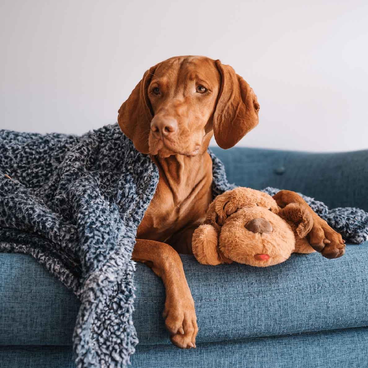 Snuggle - Juguete de ritmo cardíaco para cachorros, 6 paquetes de c...