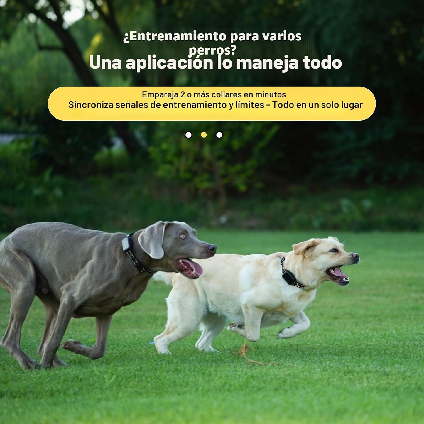 Sistema de valla inalámbrica GPS para collar de perro, control de a...