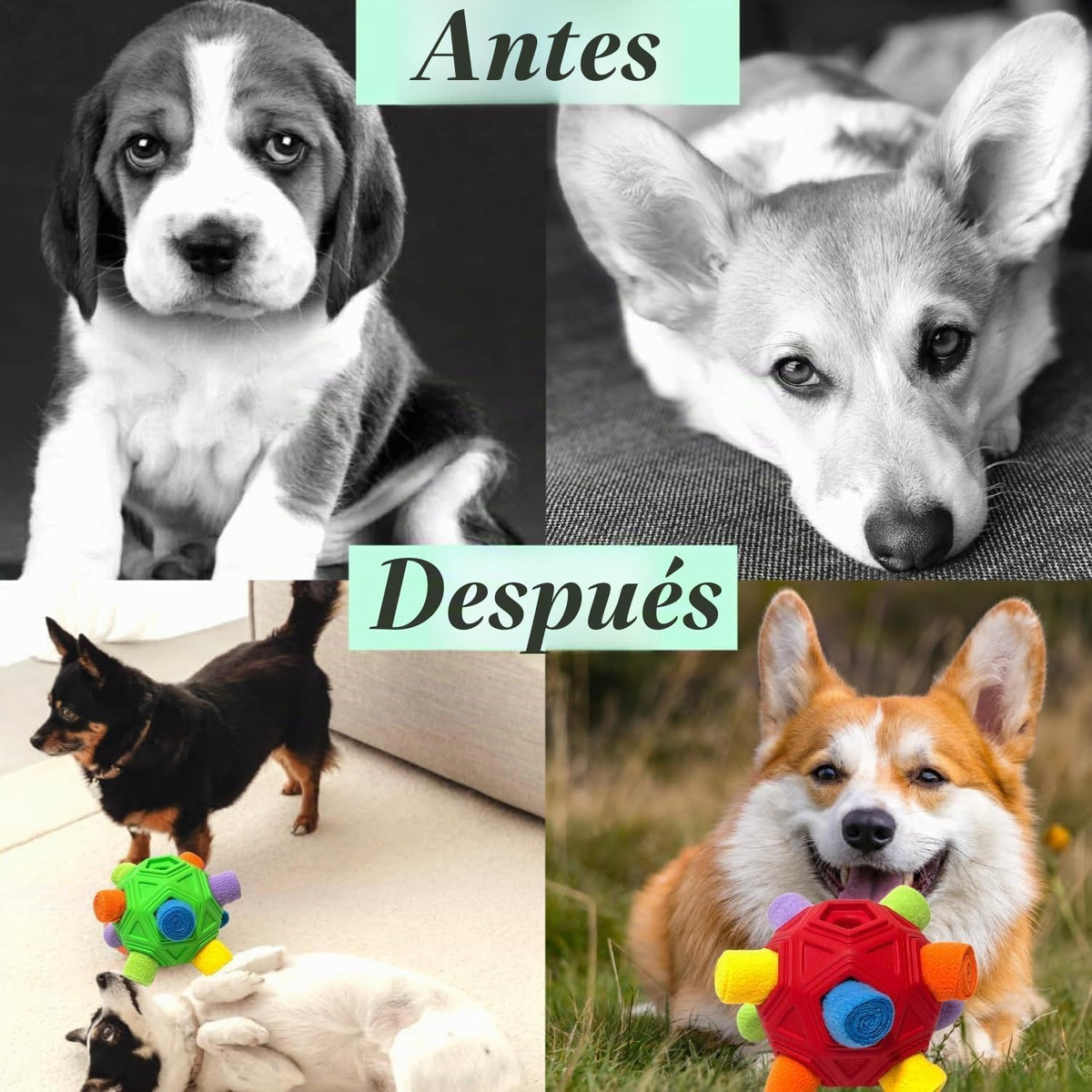 CIIVURR Pelota Olfateadora para Juguetes de Perro, Pelota de Actual...