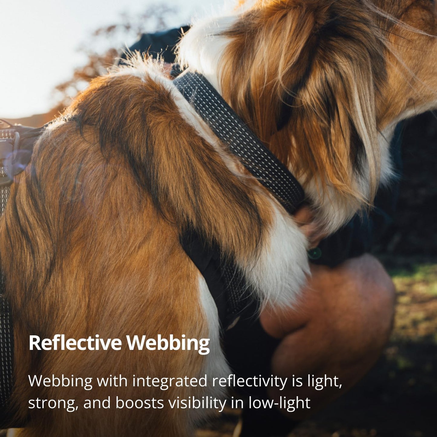 Ruffwear, Ridgeline - Collar para perro, correa reflectante, hebill...