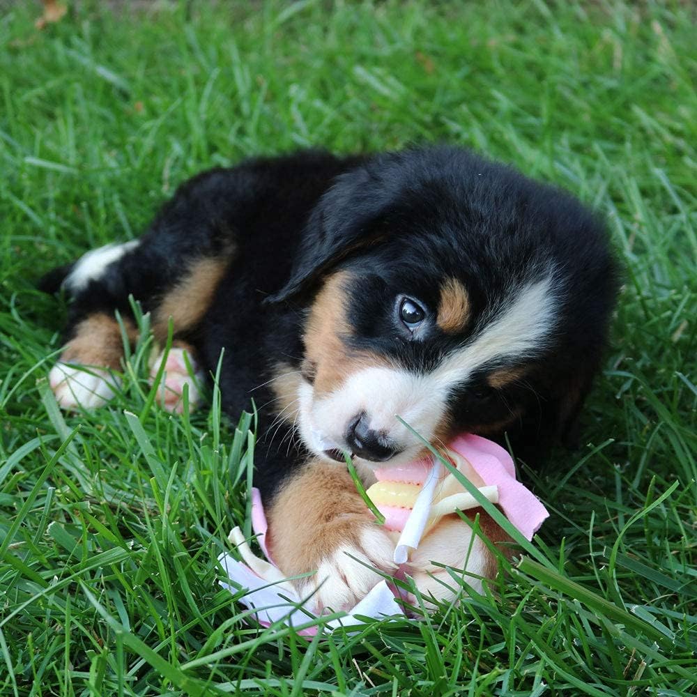 Kit de iniciación original de Snuggle Puppy Essentials de SmartPetL...