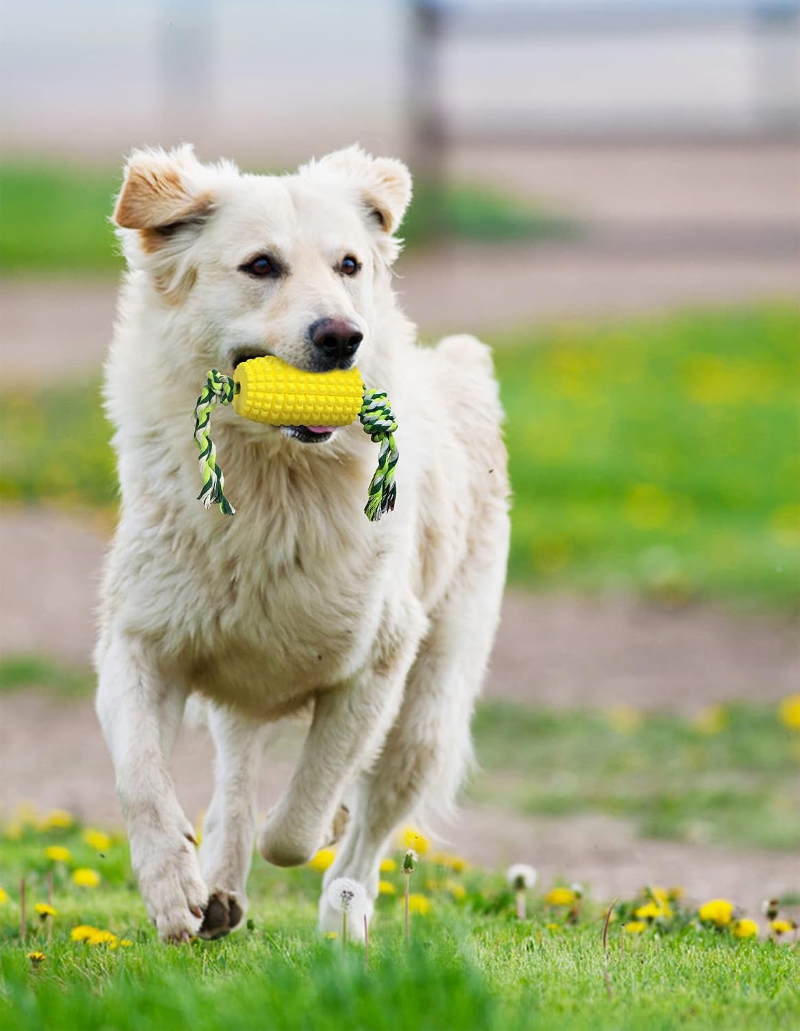Carllg Juguetes masticables para perros, cepillo de dientes para ca...