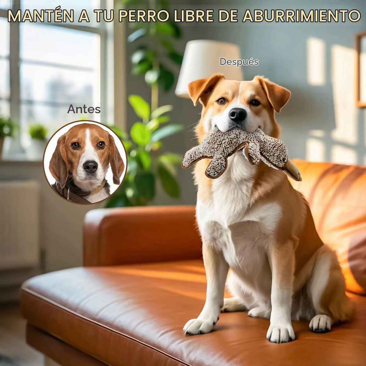 Juguetes chirriantes para perros sin relleno, juguetes masticables...