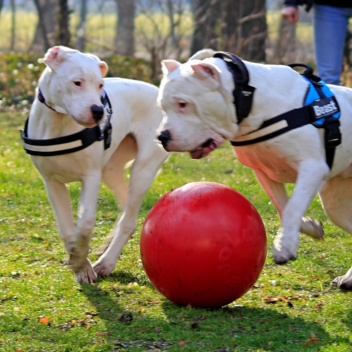 Jolly Pets Push-n-Play - Juguete de pelota para perro, 14 pulgadas\...