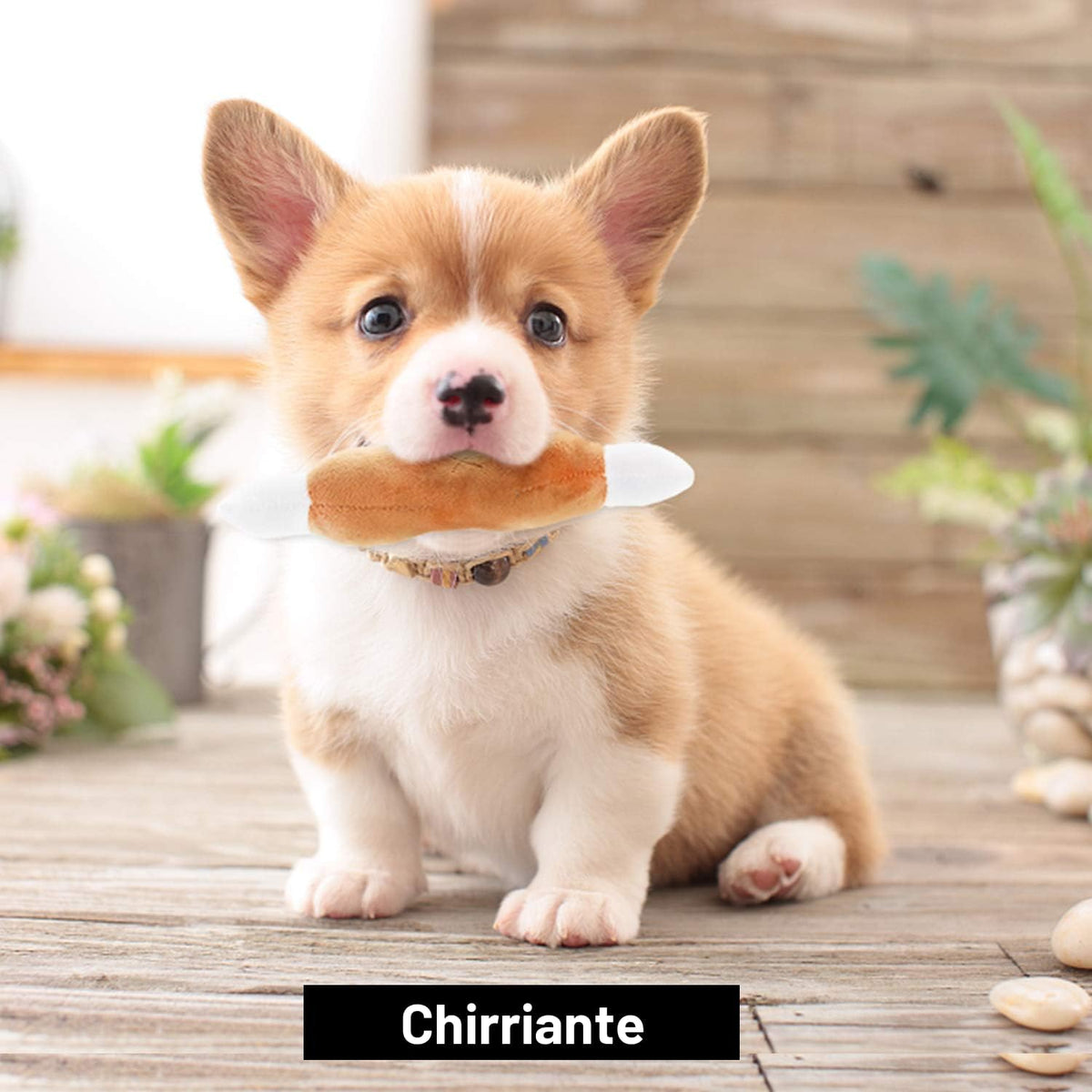 Nocciola Juguetes chirriantes para perros, juguetes de peluche para...