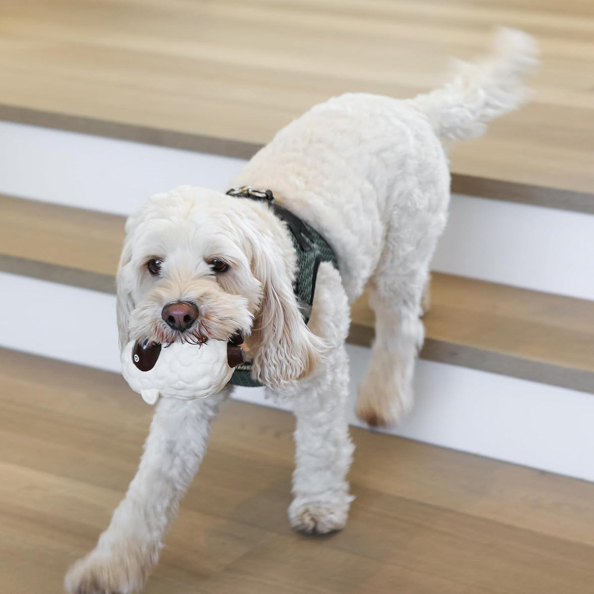 Rocket &amp; Rex, juguetes masticables para perros y cachorros. Lim...