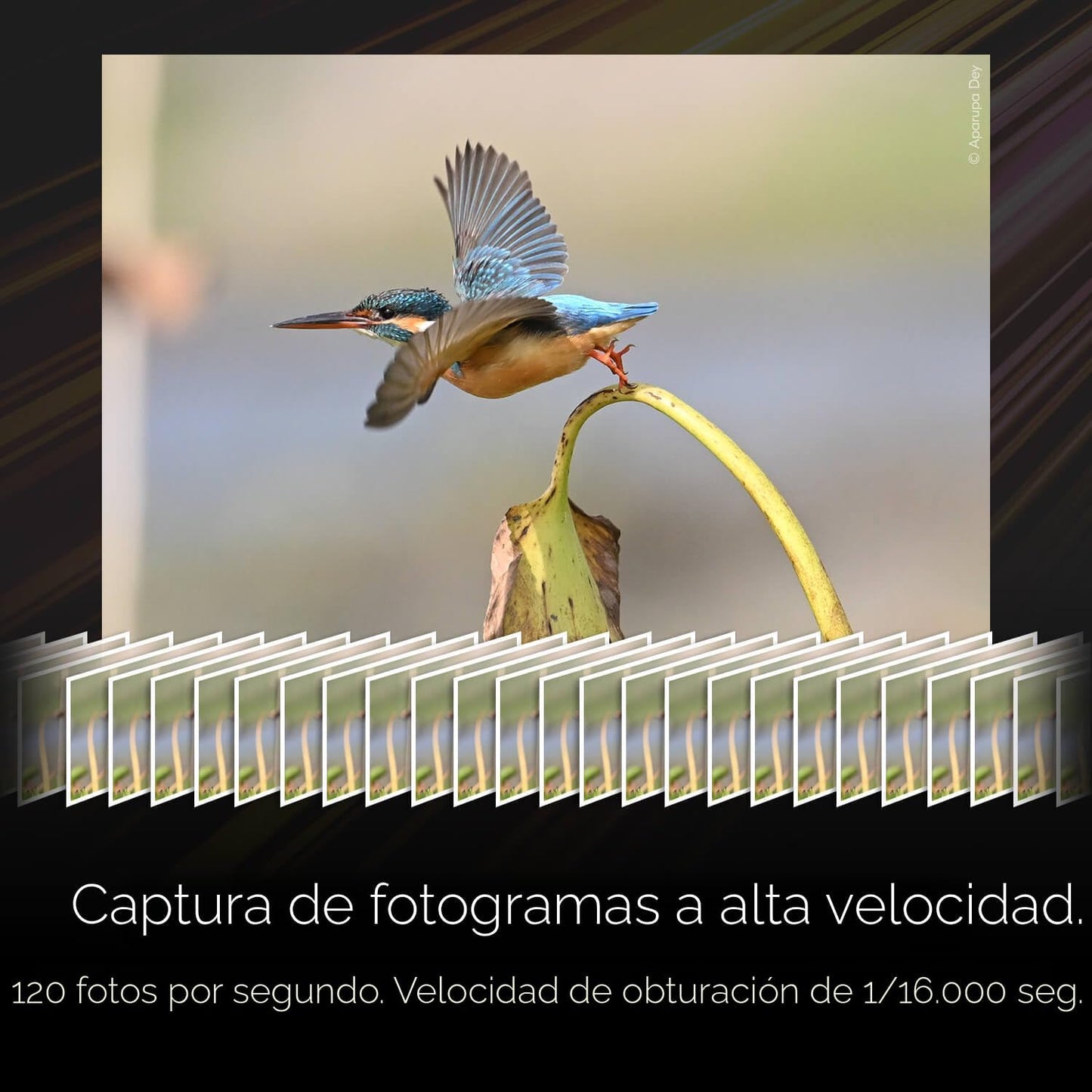 Nikon Z6 III | Cámara sin espejo de fotograma completo para fotos f...