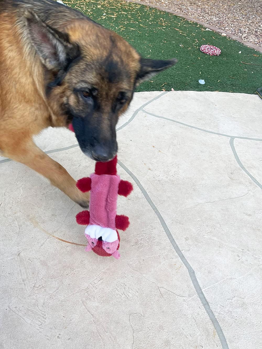 Jalousie Paquete de 5 juguetes chirriantes para perros sin relleno...