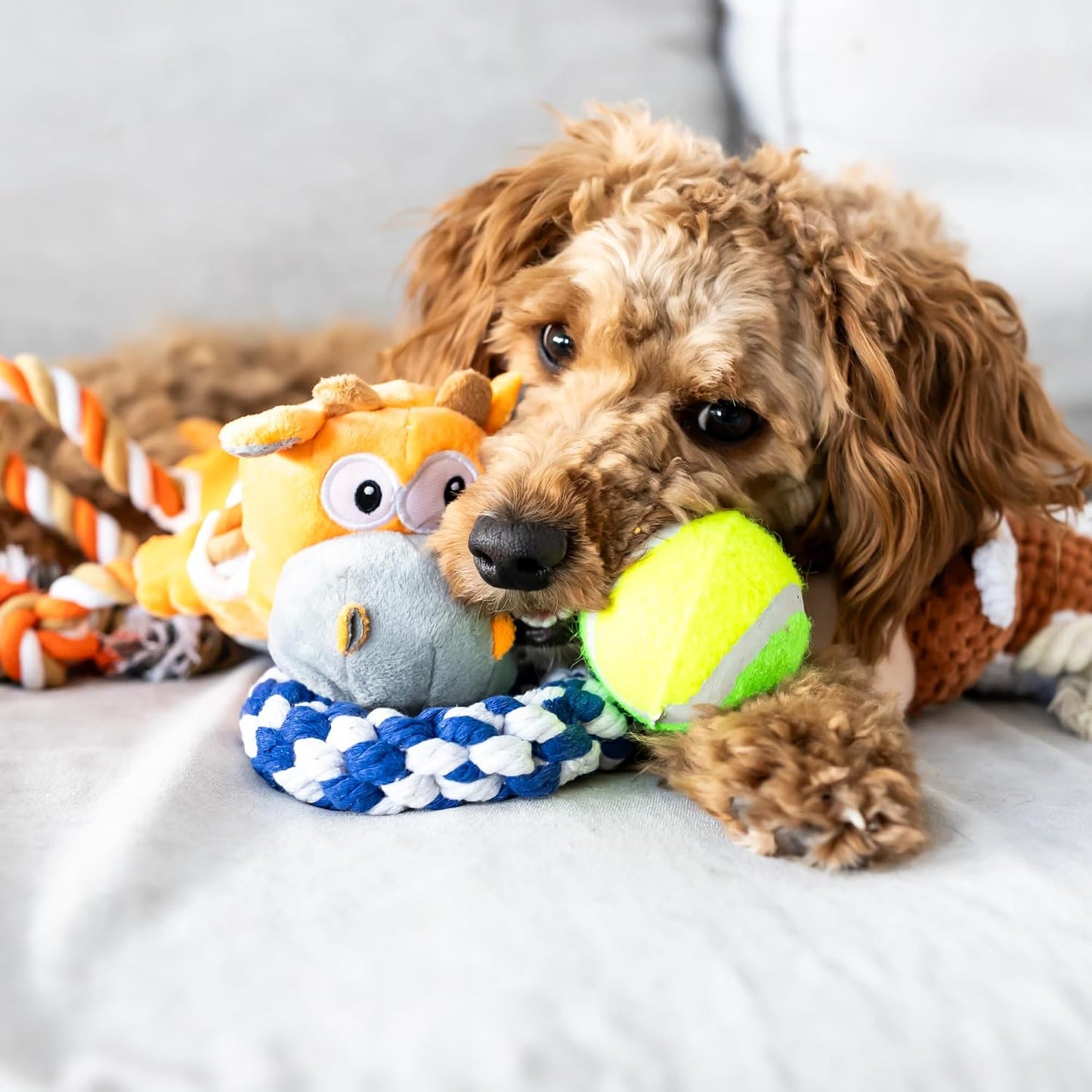 Paws For Reaction Cesta de regalo para cachorros \u2013 Kit de inic...