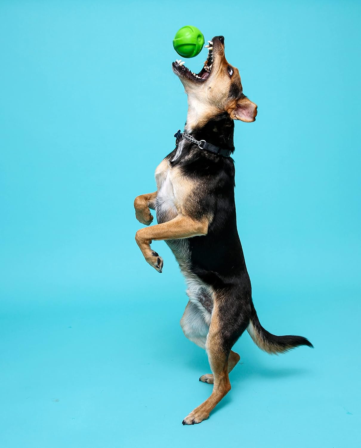 Hartz DuraPlay - Juguetes perfumados para perros con aroma a tocino...