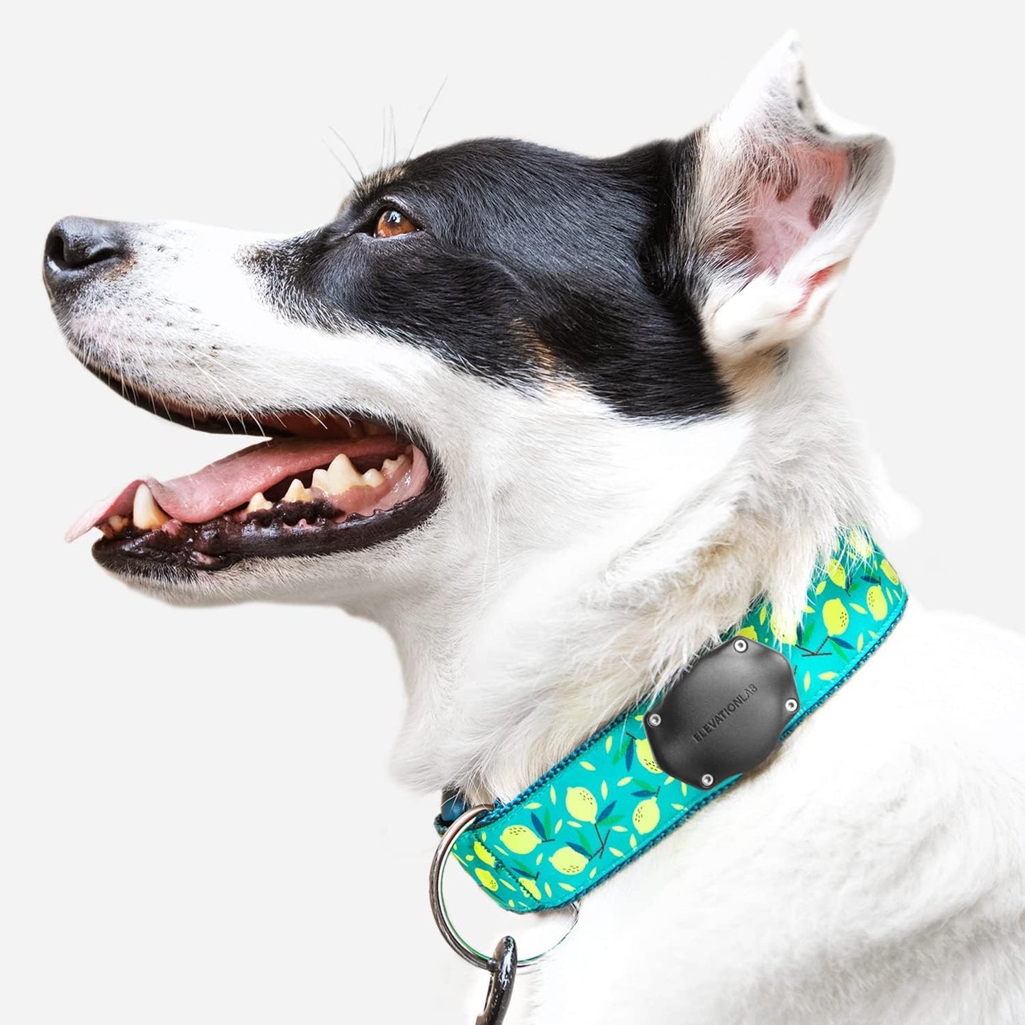 Elevation Lab TagVault AirTag Soporte para Collar de Perro (Paquete...